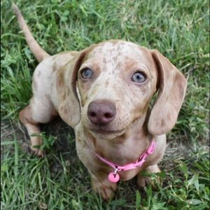 Meet your Posher, Mackenzie